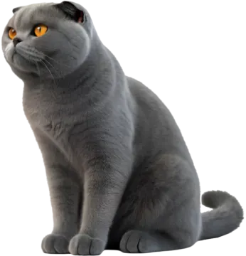 a gray cat with orange eyes sitting down