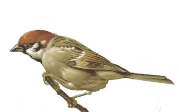 a bird sitting on top of a branch