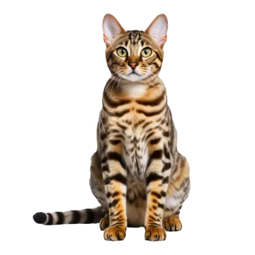 a bengal cat sitting and looking at the camera