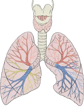 a diagram of the lungs
