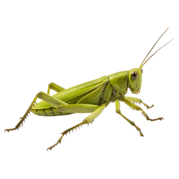 a green grasshopper on a white background