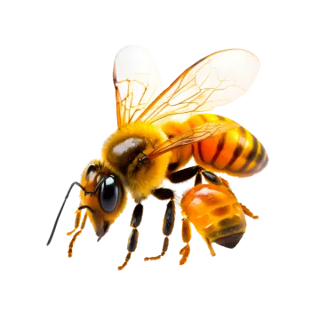 a bee on a white background