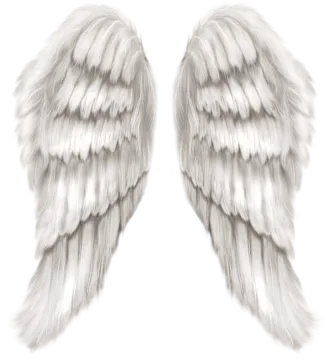 two white wings on a white background
