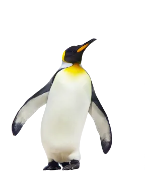 a penguin standing on top of a white surface