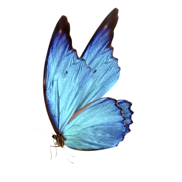 a blue butterfly on a white background