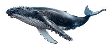a blue whale jumping in the air
