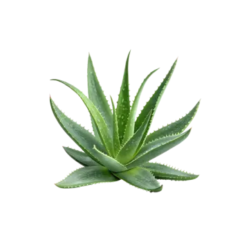 a green plant on a white background
