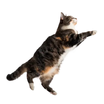 a cat is jumping up in the air