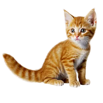 an orange and white kitten sitting on a white surface