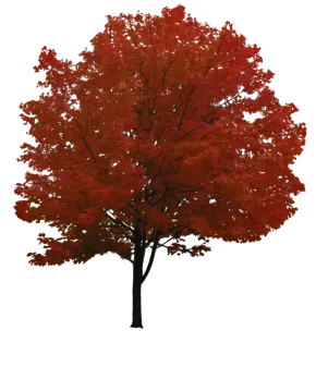 a tree with red leaves on it