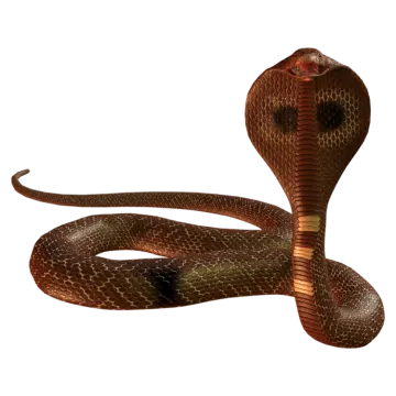a brown snake on a white background