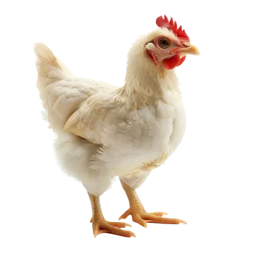 a white chicken with a red beak