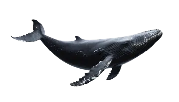 a whale is jumping in the air
