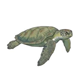 a green sea turtle