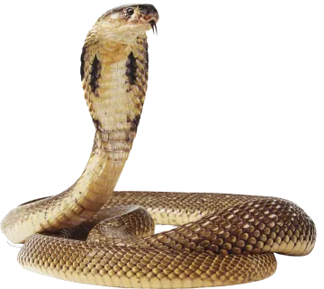 a brown snake on a white background