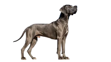 a weimar dog standing in front of a white background