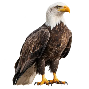 an eagle standing on a white background