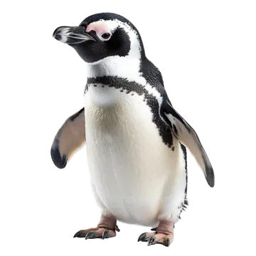 a close up of a penguin on a white background