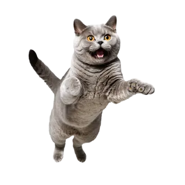 a gray cat is jumping in the air
