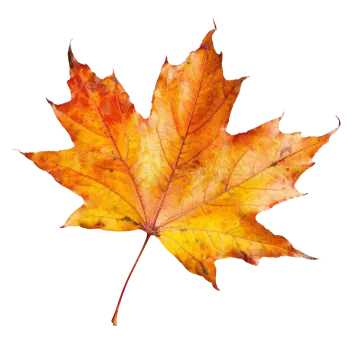 a maple leaf on a white background