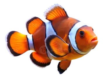 an orange clown fish swimming in the ocean