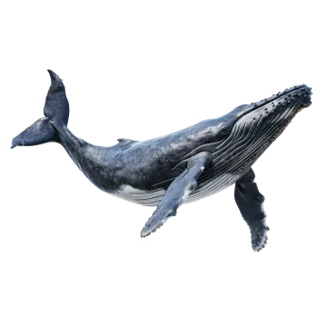 a blue whale swimming in the ocean