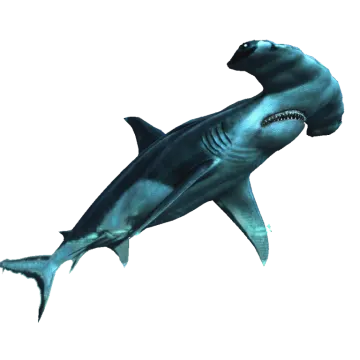 an image of a great white shark