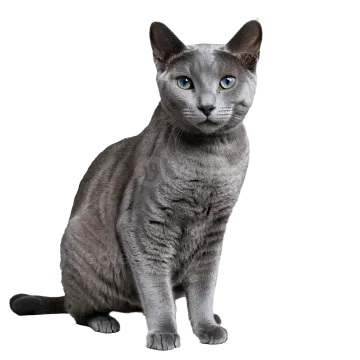 a gray cat with blue eyes sitting on a white background