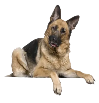 a german shepherd dog laying down on a white background