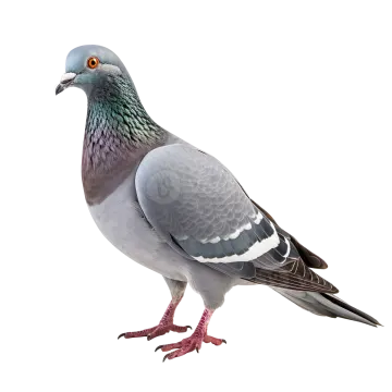 a pigeon is standing on a white surface