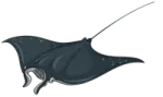 a drawing of a manta