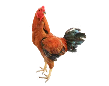 a red and black rooster on a white background