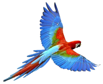 a red and blue parrot flying in the air