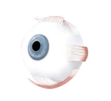 a close up of an eye with the pupil visible