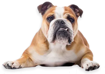 a brown and white dog laying down on the floor