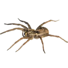 a large spider on a white background