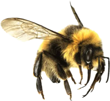 a bee on a white background