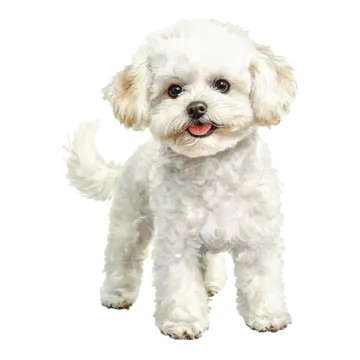 a small white dog standing on a white background