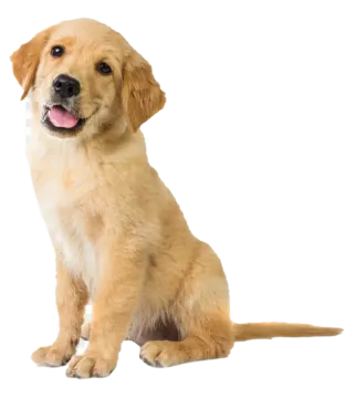 a golden retrieve puppy sitting on a white background