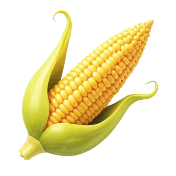 a corn on a white background