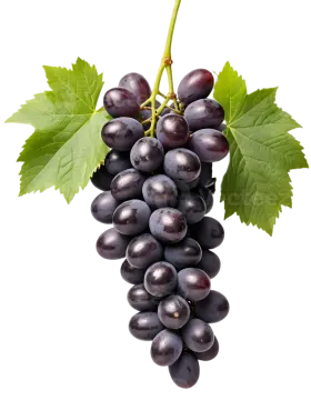 a bunch of black grapes with green leaves
