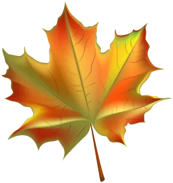 a maple leaf