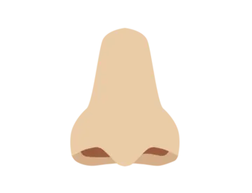 an illustration of a nose