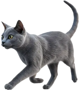 a gray cat walking on a white background