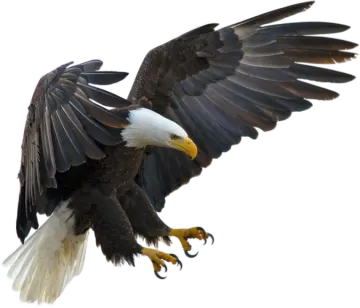an eagle is flying through the air