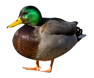 a close up of a duck on a white background