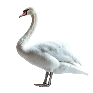 a white swan standing on its hinds