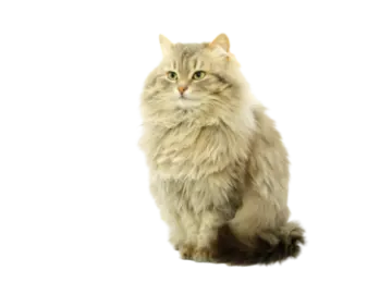 a long haired cat sitting on a white background