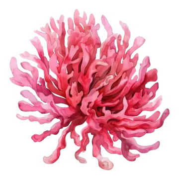 a pink flower on a white background