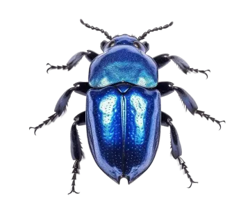 a blue beetle on a white background